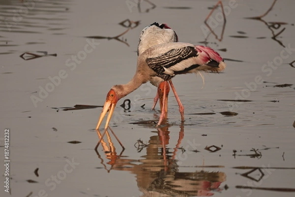 Fototapeta painted stork