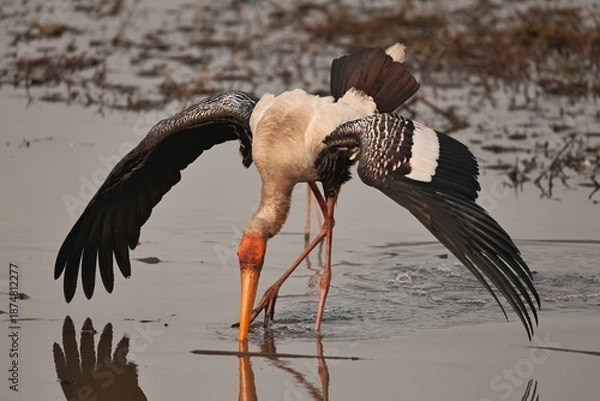Fototapeta painted stork