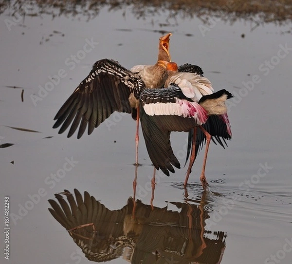 Fototapeta painted stork