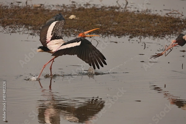 Fototapeta painted stork