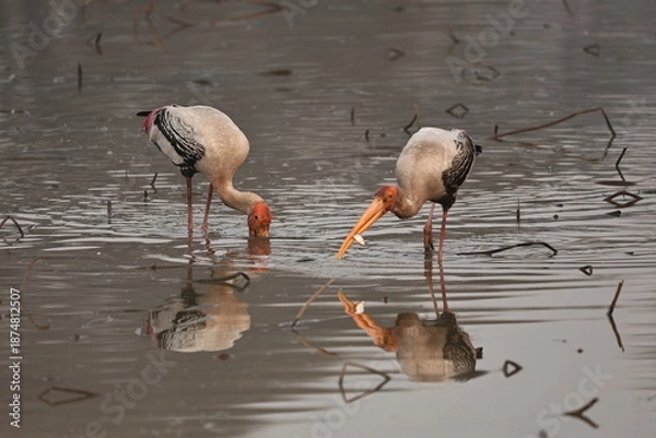 Fototapeta painted stork