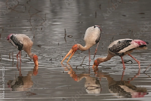 Fototapeta painted stork