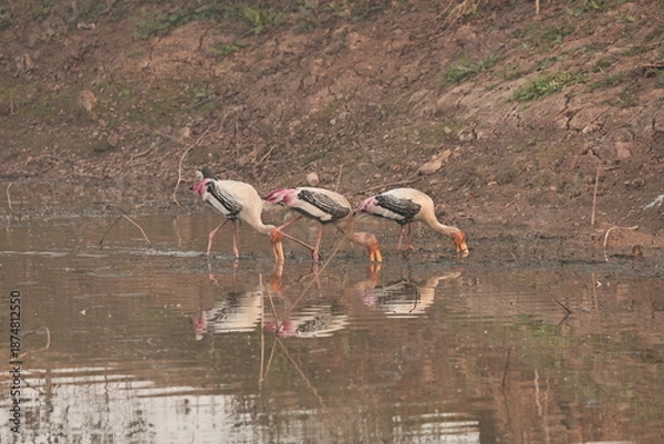 Fototapeta painted stork