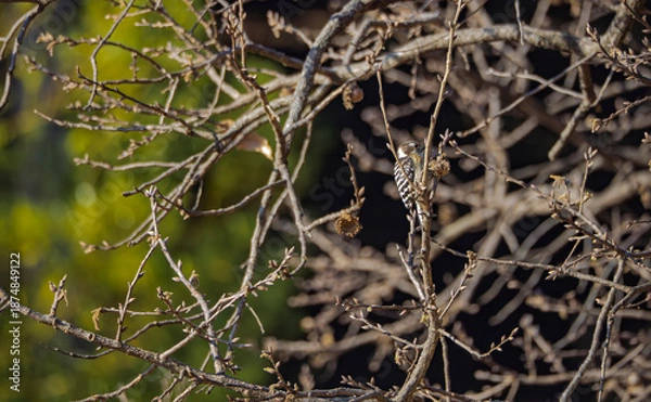 Obraz 冬木立に潜む愛らしいコゲラ