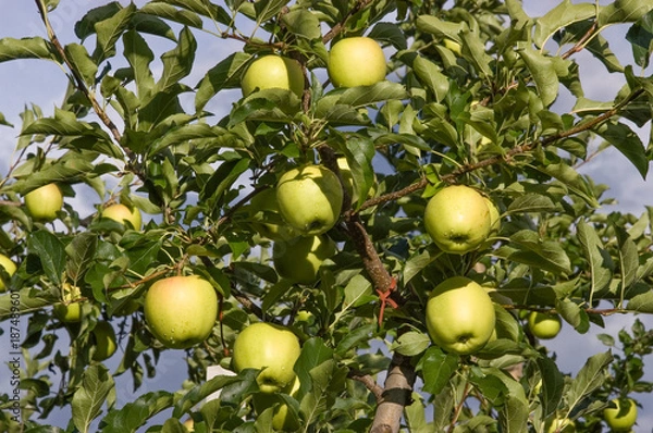 Fototapeta Äpfel Sorte Golden Delicious