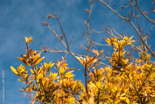 Fototapeta  Golden autumn leaves with the blue sky background. Colorful card with fall tree branches.