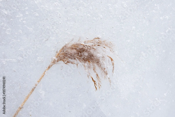 Obraz dry reed in ice