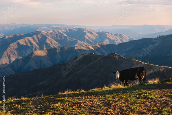 Obraz Cattle Ranch In Steep Canyons