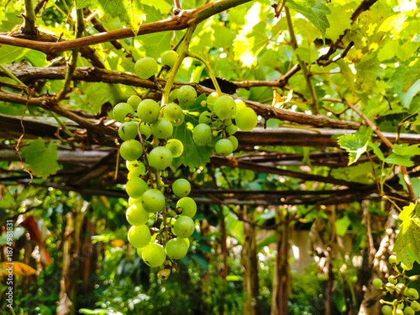 Obraz A green grape vine hanging from a tree