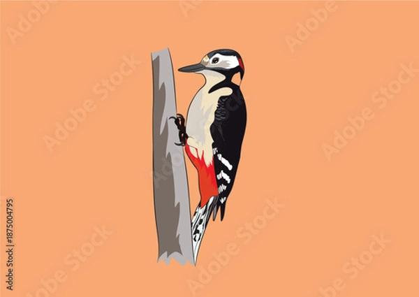 Obraz Woodpecker Bird Vector Image 
