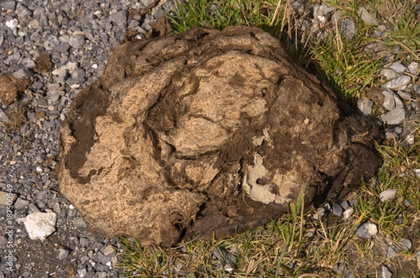 Fototapeta Kuhfladen