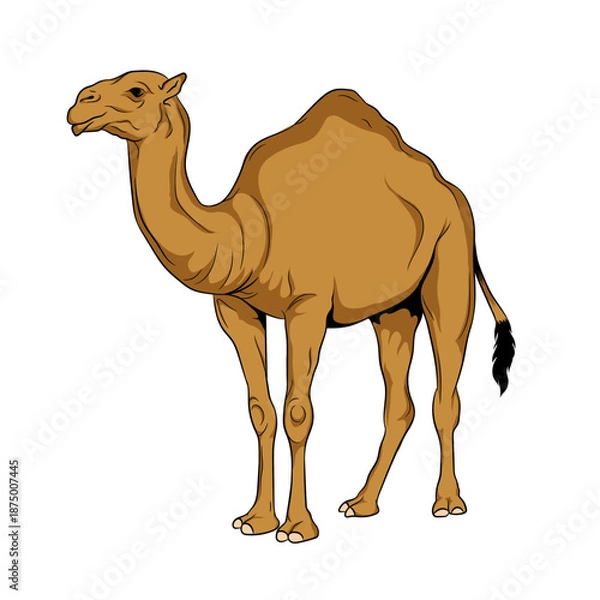 Obraz Dromedary Camel Vector Image  
