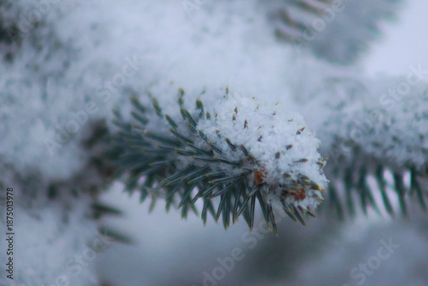 Obraz pine branches covered with snow