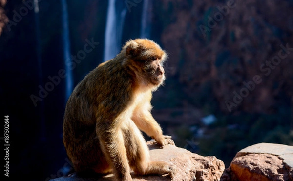 Obraz Monkey in Waterfalls in Ozzoud