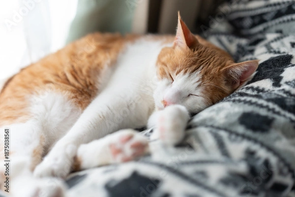Obraz 窓辺で眠る可愛い猫　茶トラ白	