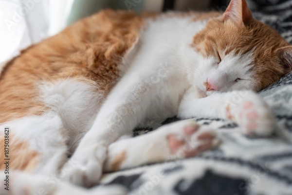 Obraz 窓辺で眠る可愛い猫　茶トラ白	