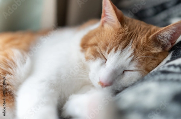 Obraz 窓辺で眠る可愛い猫　茶トラ白	