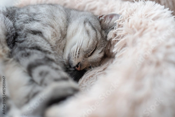 Obraz 窓辺で眠る可愛い猫　サバトラ猫	