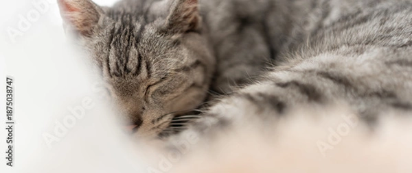 Obraz 窓辺で眠る可愛い猫　サバトラ猫	