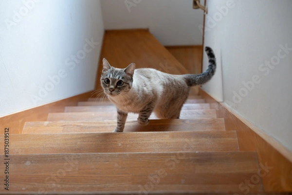 Obraz 階段を上る猫　シャムトラ猫	