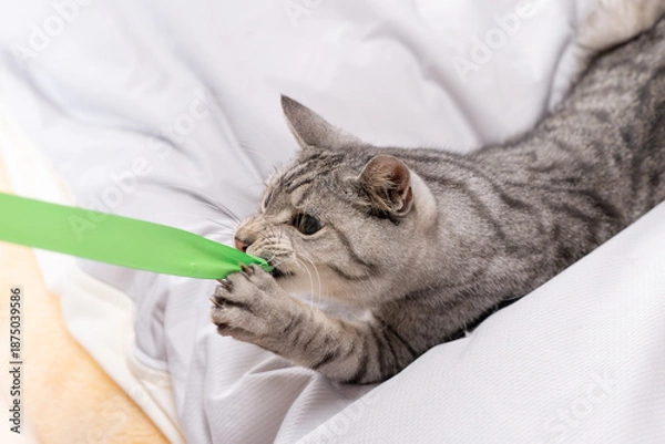 Obraz おもちゃで遊ぶ可愛い猫　サバトラ猫	