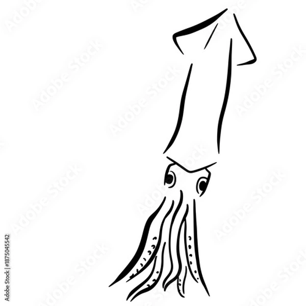 Obraz 筆で描いたイカの線画イラスト