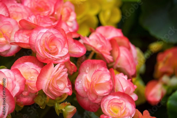Fototapeta Spring scenes of red and pink begonia blooming flowers in the garden with abstract green soft nature background and wallpaper