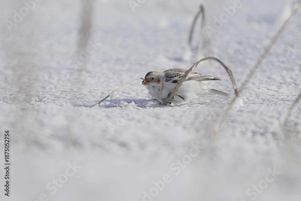 Obraz 雪の上でハマニンニクを食べるユキホオジロ