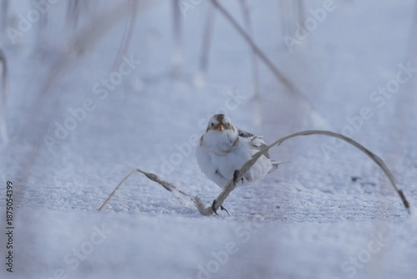Obraz 雪の上でハマニンニクを食べるユキホオジロ