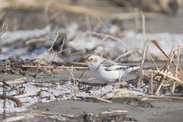 Obraz 雪の中で餌を探すユキホオジロ