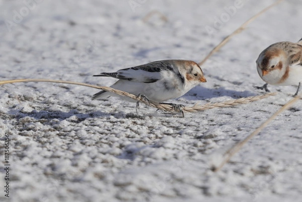 Obraz 雪の中で餌を探すユキホオジロ