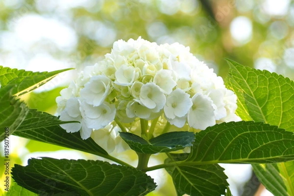 Obraz 植物　花　夕方　公園