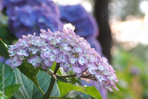 Obraz 植物　花　夕方　公園