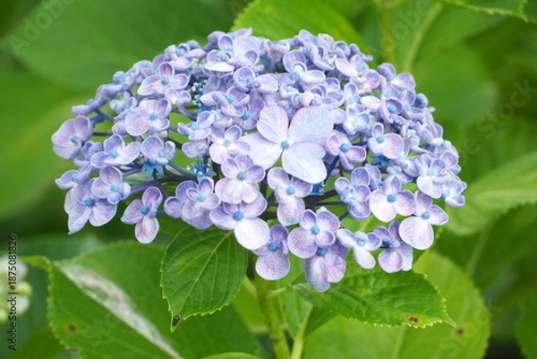 Obraz 植物　光　花　風景