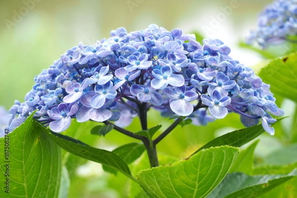 Obraz 植物　光　花　風景