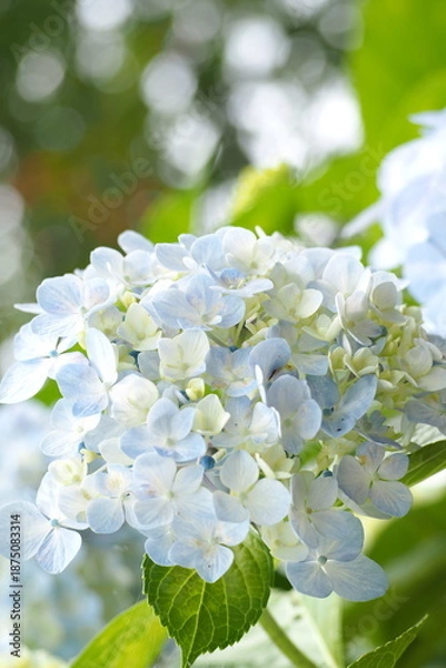 Obraz 植物　光　花　風景