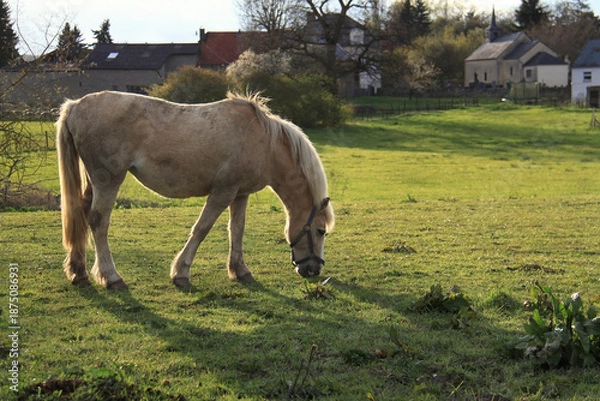Obraz Horse in Rustic Farm