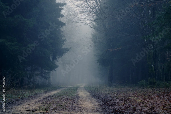 Fototapeta Foggy road in the dark, misty forest at late autumn. Background, illustration concept.