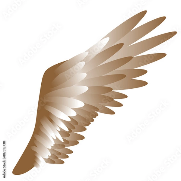 Fototapeta vector illustration of a bird's wing on white background