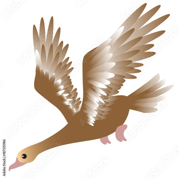 Fototapeta vector illustration of brown flying duck on a white background
