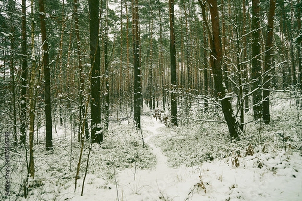 Obraz las,zima