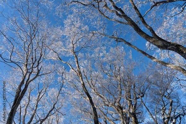 Obraz 見上げると美しい霧氷と青空	