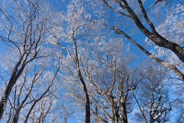Obraz 見上げると美しい霧氷と青空	