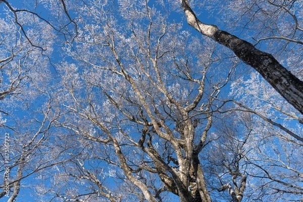 Obraz 見上げると美しい霧氷と青空	