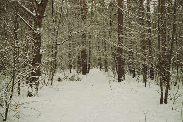 Obraz leśna droga,zima