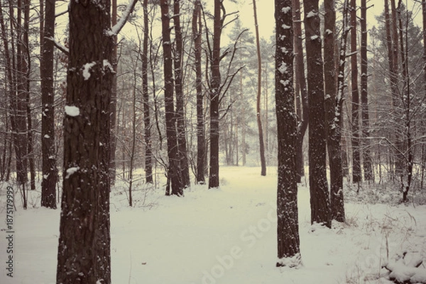 Obraz leśna droga,zima