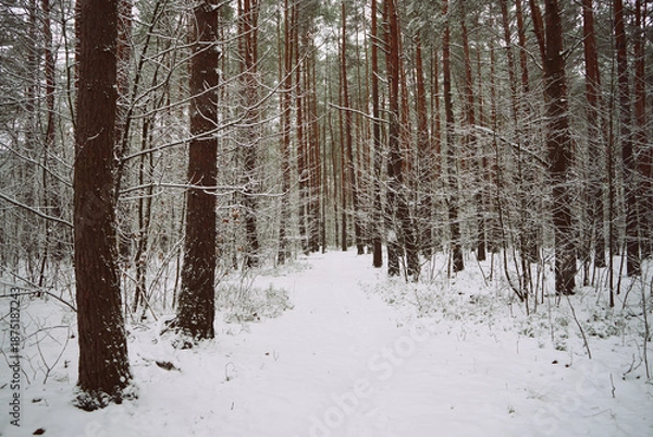 Obraz leśna droga,zima