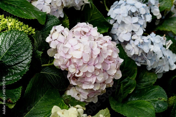 Obraz Pink hydrangea flowers