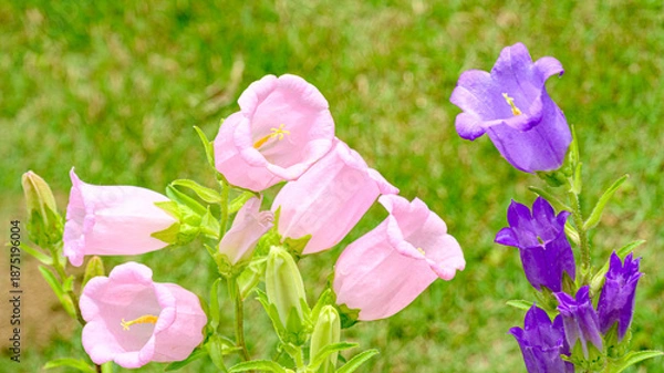 Obraz ピンクと紫のカンパニュラの花