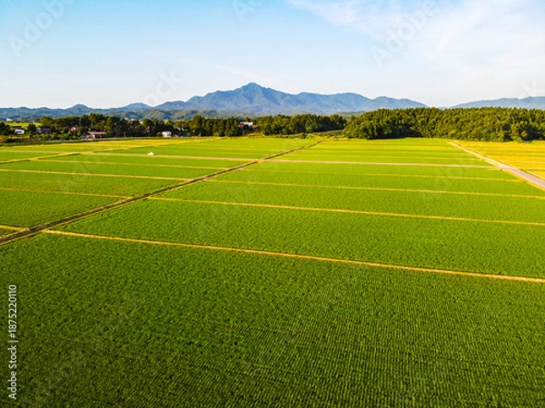 Obraz 夕暮れの水田と田園風景の空撮　輝く夕日と新緑の稲（ドローン撮影）